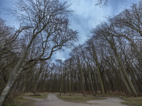 Trees in the ghostly forest on the cliffs facing the Baltic Sea, Nienhagen, Mecklenburg-Vorpommern, Germany