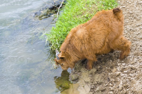 Red goatling drinking water from a river