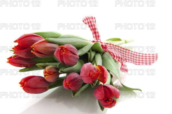 Bouquet fresh red tulips with checkered ribbon