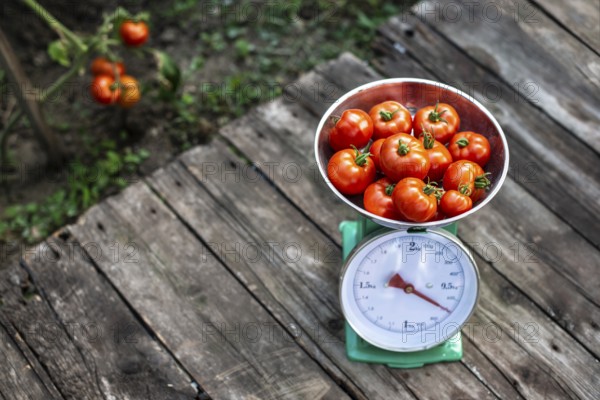 Tomatoes on scales in home organic garden. Measure tomatoes weight in the farm
