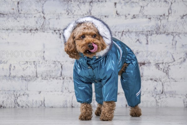 Small funny dog of brown colour with curly hair of toy poodle breed posing in clothes for dogs. Subject accessories and fashionable outfits for pets. Stylish overalls, suit for cold weather for animal