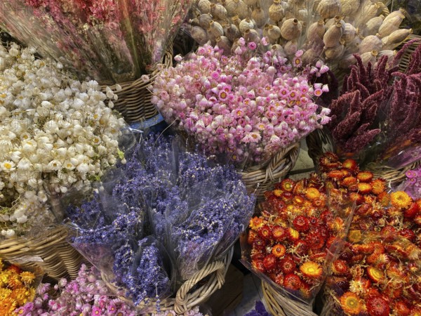 Flower Market in Amsterdam. It is the only floating flower market in the world, and one of the most fragrant places of interest of Amsterdam - in all seasons
