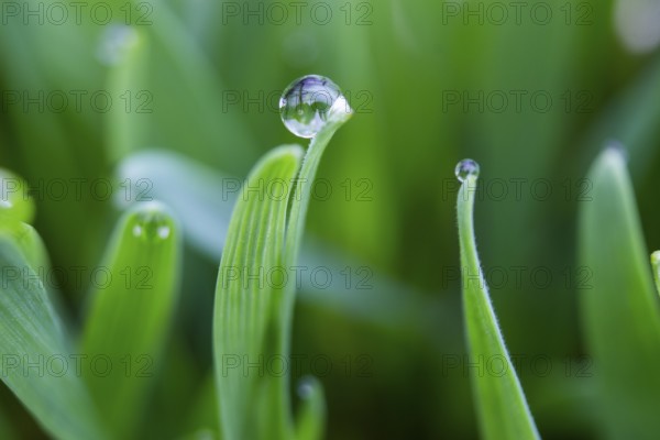 Dewdrops on the tips of a leaf of grass, morning dew on wheat
