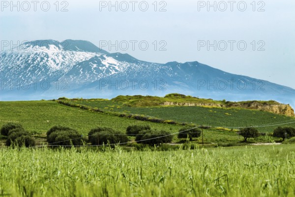The wheat field under the volcano
