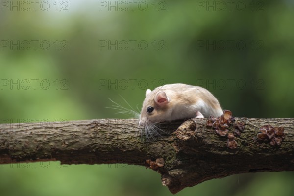 A desert rat known as gerbil, looking for food