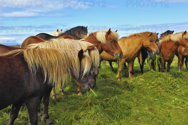 Herd of Icelandic horses magnificent. Well-groomed horses graze and play with each other in a meadow near the farm