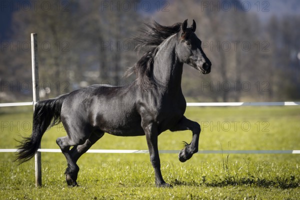 Frisian gelding in the pasture in autumn