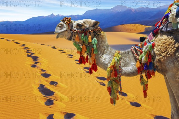 Well-groomed camel, decorated with colorful garlands and tassels, stands atop the sand dunes. Orange sunrise in the desert. Concept of active, ecological and photo tourism