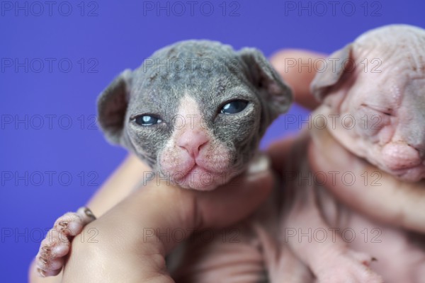 Purebred newborn kittens in woman's hand on blue background. Nice kitten of color black and white looking at camera, sphynx cat of color blue and white sleeps. Extreme closeup