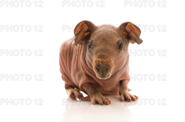 Skinny guinea pig on the white, poland