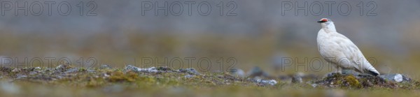 Rock ptarmigan, Svalbard Rock ptarmigan, Ptarmigan, (Lagopus mutus), Lagopus muta hyperbore), male, Longyearbyen, Svalbard / Svalbard, Norway