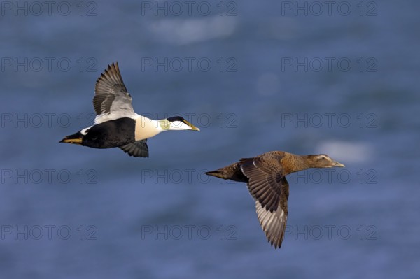 Common eider (Somateria mollissima), ducks, drake and female, pair, flight photo, side view, Longyearbyen, Svalbard Spitsbergen, Norway