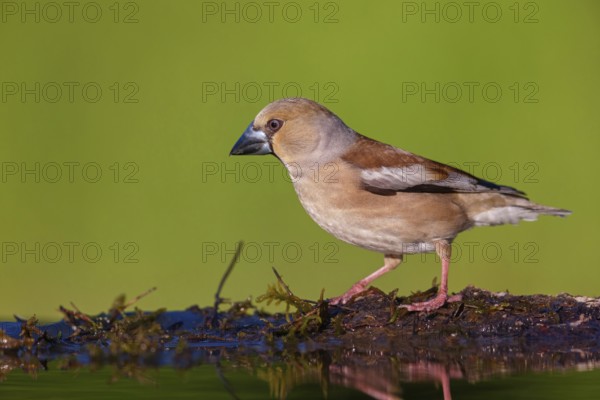 A hawfinch (Coccothraustes coccothraustes), Tiszaalp-r, Kiskuns-gi National Park, B-cs-Kiskun, Hungary