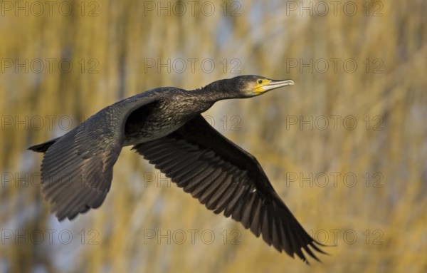 Cormorant, Great Cormorant, Cormorant, (Phalacrocorax carbo), Grand Cormoran, Cormor-n Grande, flight photo, Wagbachniederung, Mannheim, Baden-Württemberg, Germany
