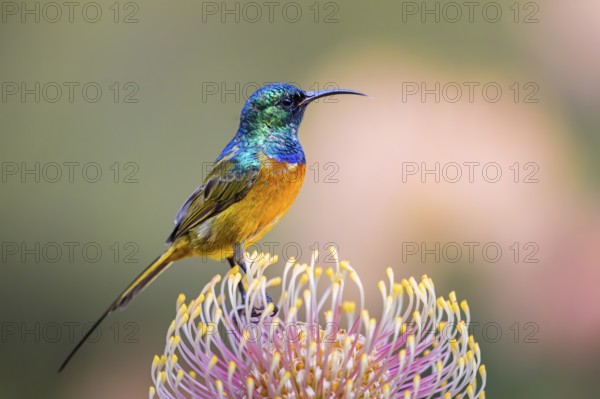 Orange-breasted sunbird (Anthobaphes violacea), Nectarinia violacea, Orange-breasted Sunbird, Souimanga orangé, Suimanga pechinaranja, Harold Porter National Botanical, Betty's Bay, Western Cape, South Africa