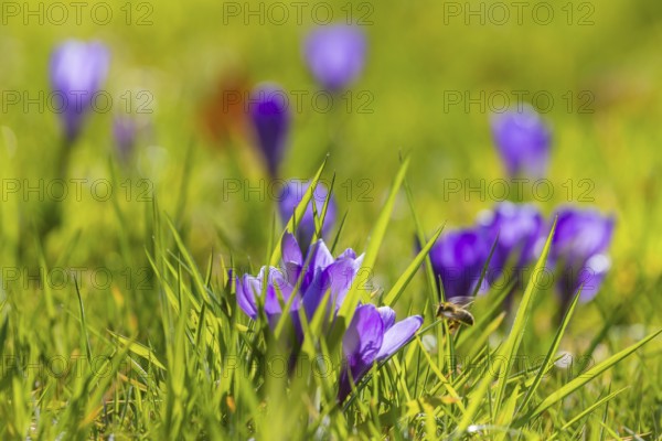 Spring bloomers in Pillnitz Palace Park, Dresden, Saxony, Germany