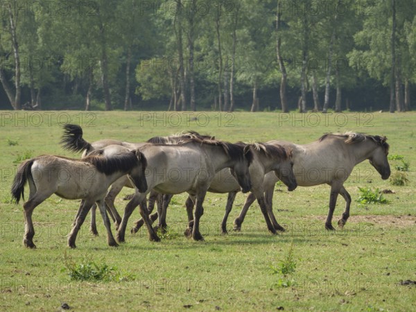 A group of wild horses grazing on a green meadow in the middle of a forest, merfeld, North Rhine-Westphalia, Germany