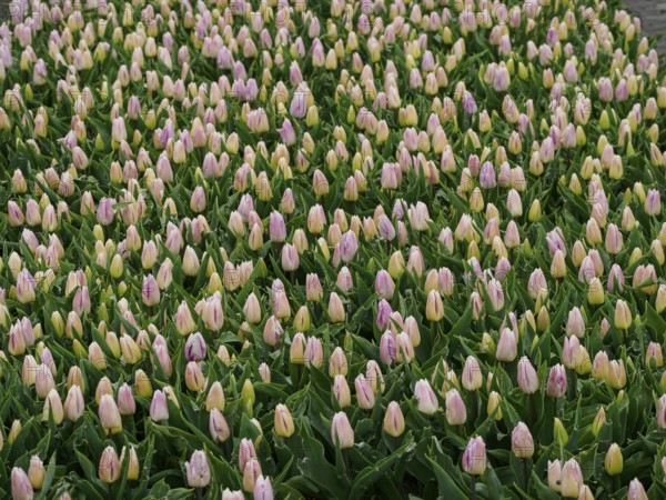A wide field full of pink tulip flowers planted in orderly rows, urk, netherlands