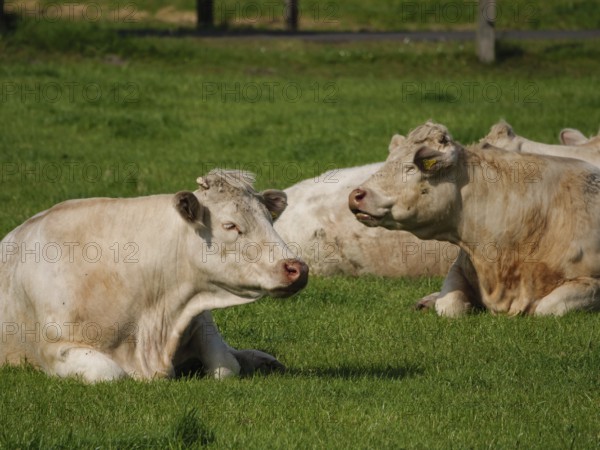 Several cows resting peacefully on a green meadow under the warm summer sun, weseke, borken, münsterland, germany