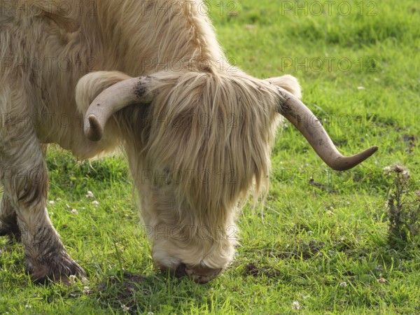 A Highland cow with horns eating grass, velen, münsterland, germany
