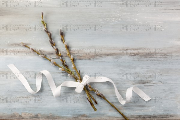 Traditional easter background. Pussy willow branch with ribbon on blue wooden background, top view