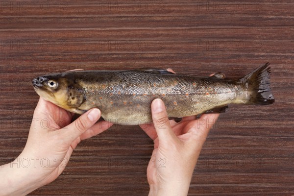 Raw trout fish holding in hands on brown table from above. Culinary seafood eating