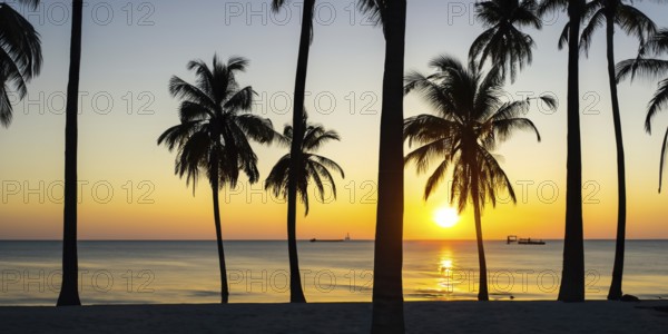 Nature's beauty shines as the sun sets behind the striking palm tree silhouettes