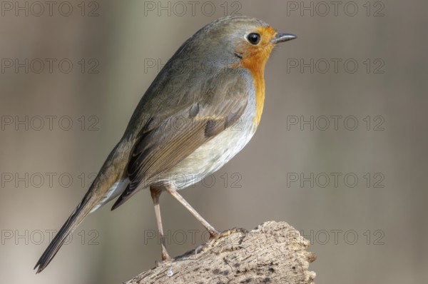 Forest birds in winter (Europe)