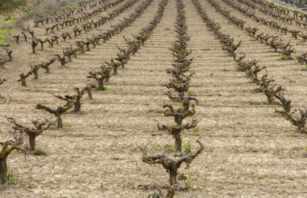 Rows of pruned bare grape vines in early spring, prepared for upcoming budding