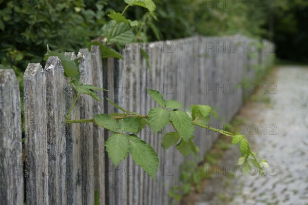 Blackberry vine on garden fence, blackberry (Rubus), garden shears, gardening, garden, wooden fence, fence, Schwäbisch Hall, Schwäbisch-Franconian Forest nature park Park, Germany