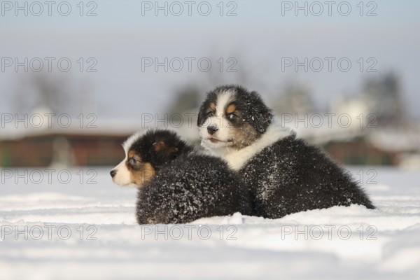 Australian Shepherd puppies in the snow