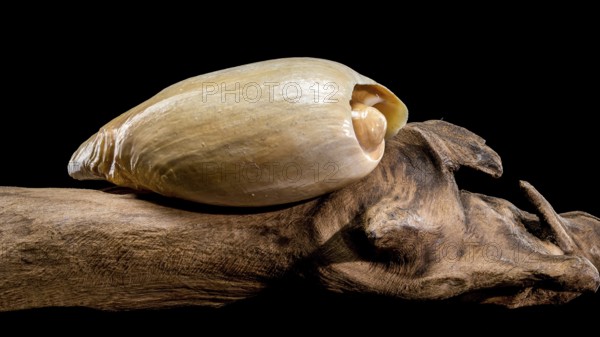 A Cymbium cymbium shell displayed on weathered driftwood against a black background, showcasing its natural beauty and smooth texture, Odessa, Ukraine