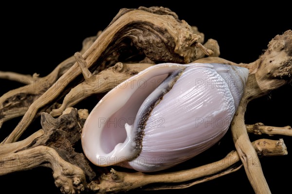 A stunning display of Olivancillaria orbignyi, a glossy pink marine shell, elegantly placed on textured driftwood, highlighted against a black background for a natural yet refined aesthetic, Odessa, Ukraine