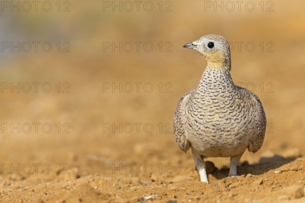 Crowned flying fowl, (Pterocles coronatus), North America, Middle East, family of flying fowl, chicken bird, Celias Waterhole, Ezuz, HaDarom, Israel