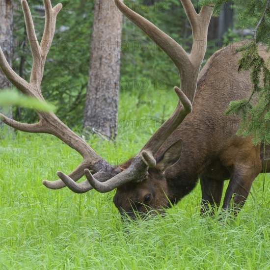 Large bull elk standing in a meadow in the woods in Yellowstone National Park