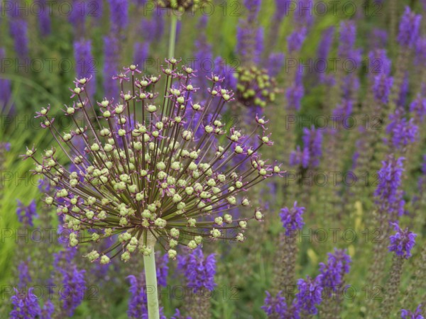 Close-up of an inflorescence of allium surrounded by lavender with intense purple colours, Steinfurt, North Rhine-Westphalia, Germany