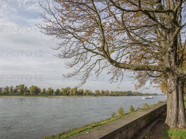 Tall tree on the banks of the Rhine with autumn landscape, Düsseldorf, North Rhine-Westphalia, Germany