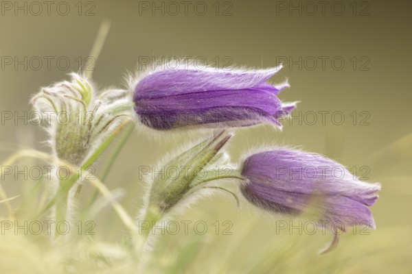 Two purple pasque flowers (Pulsatilla vulgaris) in a soft, light-coloured environment, Wasserburgertal, Engen, Baden-Württemberg, Germany