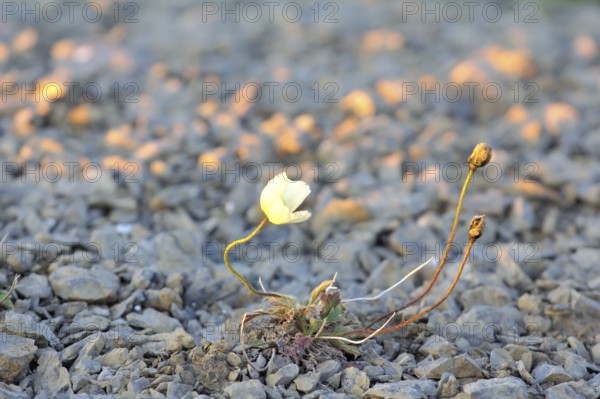 Arctic poppy with yellow petals photographed backlit. Arctic desert Novaya Zemlya archipelago