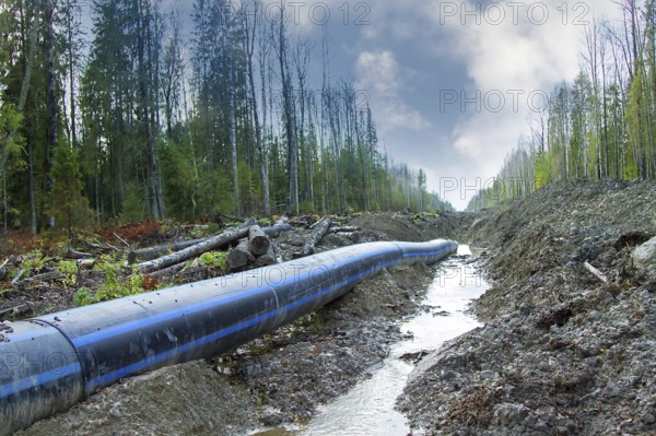 Plastic pipeline is laid through the north forest area. This water pipe (conduit) stretches for tens of kilometers from the source of water
