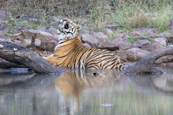Tiger (Panthera tigris), Bengal tiger or Indian tiger, big cat (Pantherinae), carnivore (Carnivora), critically endangered, in water, reflection, showing teeth, Satpura National Park, Tiger Reserve, Madhya Pradesh, Pachmarhi Biosphere Reserve, India