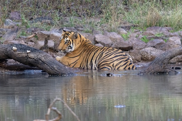 Tiger (Panthera tigris), Bengal tiger or Indian tiger, big cat (Pantherinae), carnivore (Carnivora), critically endangered, in water, reflection, Satpura National Park, Tiger Reserve, Madhya Pradesh, Pachmarhi Biosphere Reserve, India