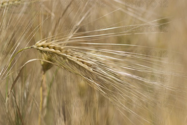Golden ears of wheat in summer on the field. Wheat Background