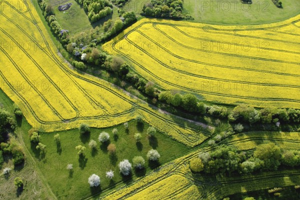 Aerial view of a rape field with fruit trees