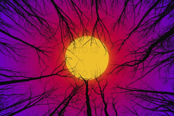 Silhouettes of branches in the forest against the background of a bright sun or moon with a bright red and blue sky. The concept of Halloween or other spooky holidays