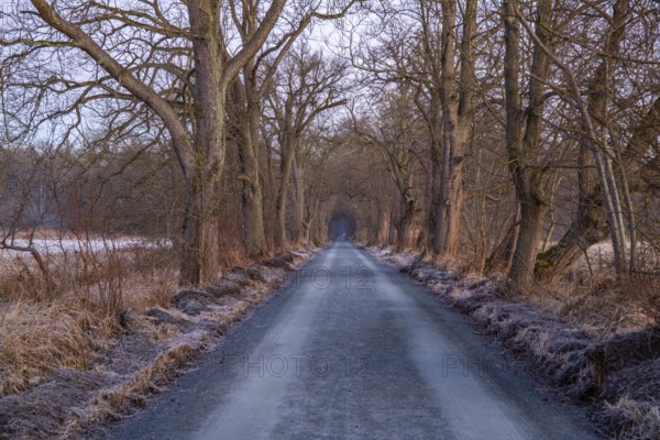 Path through an old avenue. Trees in a winter landscape with ice and frost in a nature reserve. Gravel road or dirt track at sunrise in Mönchbruch, Frankfurt, Germany