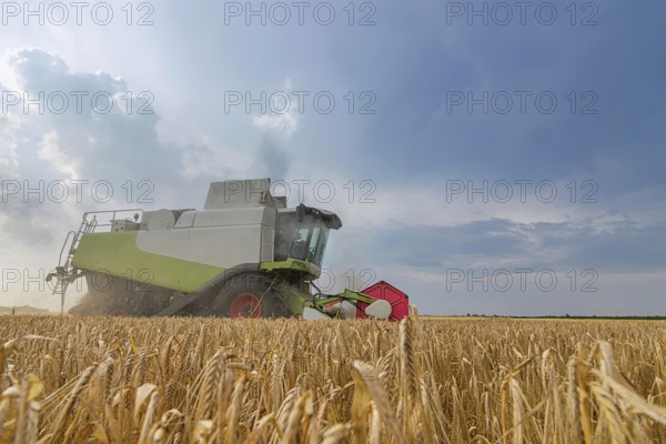 Combine harvesting a wheat field. Combine working the field