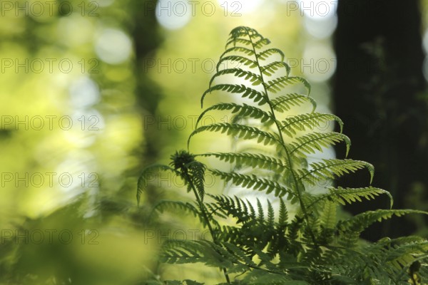 Close-up of fern in the forest on a sunny spring morning