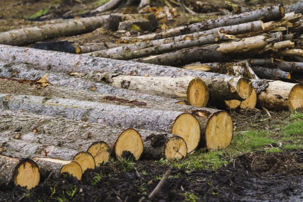 Pile of wood. A view of huge stacks of logs