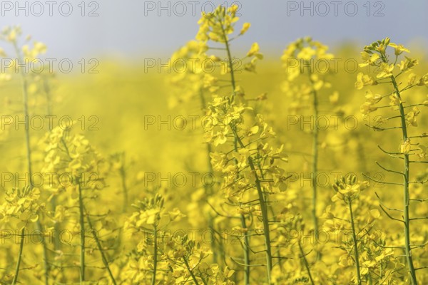 Rapeseed Flowers in rapeseed field. Blooming canola flowers